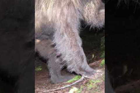 Outdoorsman Sees THIS on Trail Camera #shorts