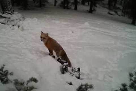 Checking the Trail Camera