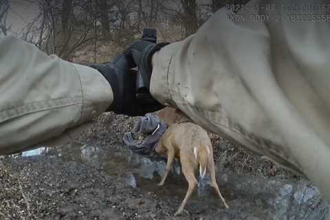 Watch 6 Times Locked-Up Bucks Were Freed By a Bullet