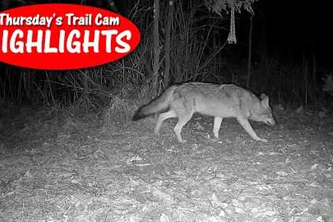 Pregnant Doe, HUGE Coyote, Itchy Nose Buck, and Bobcats: Thursday''s Trail Cam Highlights: 3.9.23