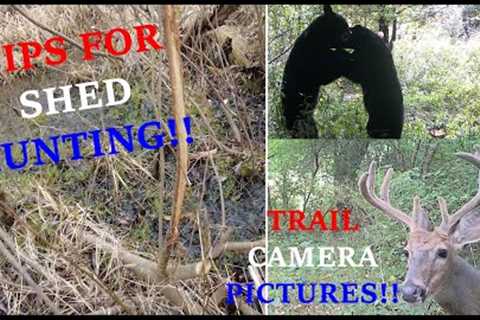 Shed Hunting Tips And Trail Cam Pictures!!!