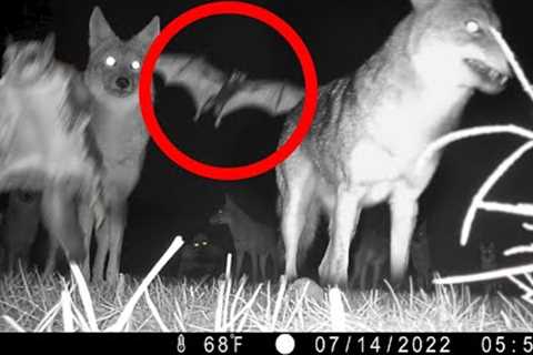 Incredible Trail Cam Captures Unlikely Encounter