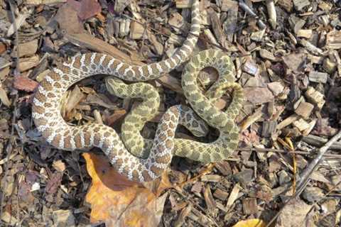 Hognose Snakes: Are they Poisonous Or Dangerous?