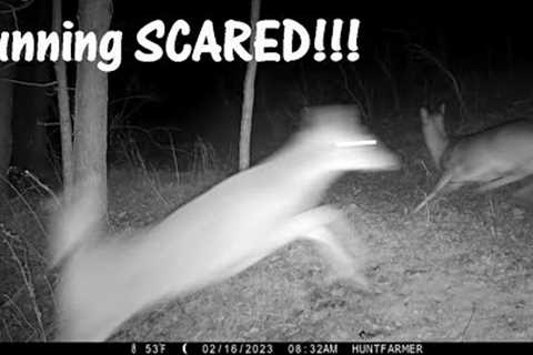 HELP! My Browning Trail Camera Spooks Deer! Browning Recon Force Edge BTC-7 4K Problem