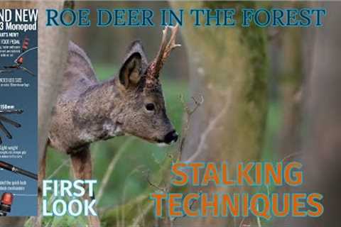 WILDLIFE PHOTOGRAPHY - Roe Deer in the forest - Ifootage Cobra 3 MONOPOD