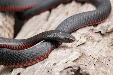 Red-Belly Snakes: Are they Poisonous? Or Dangerous?