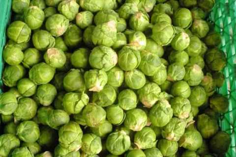 So, Can You Eat Raw Brussels Sprouts for Survival?