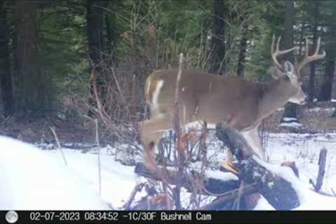 Trail Camera Video, March 18, 2023