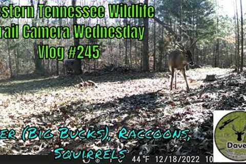 Western Tennessee Wildlife Trail Camera Wednesday - Vlog #245