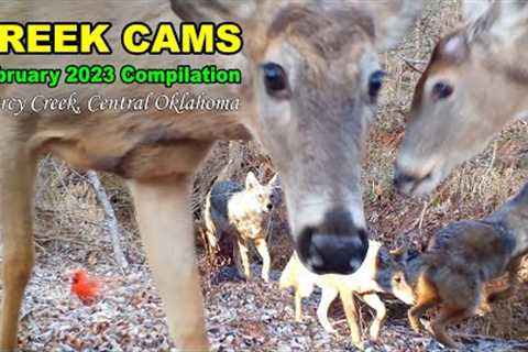 Creek Cams February 2023 S4E13 #nature #wildlife #trailcam