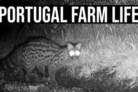 Amazing Trail Cam Footage! Night time visitors on the Farm!