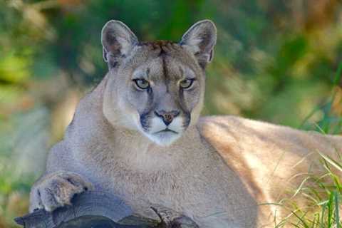 So, Can You Eat Mountain Lion for Survival?
