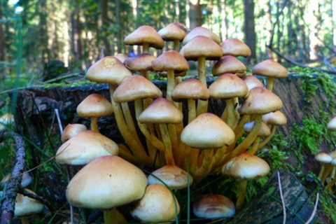 How to Grow Edible Mushrooms