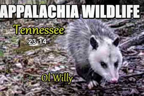 Appalachia Wildlife Video 23-14 from Trail Cameras in the Foothills of the Great Smoky Mountains