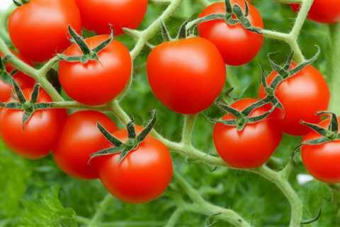Discover the 8 Powerful Reasons Why Your Tomato Seeds Aren’t Sprouting