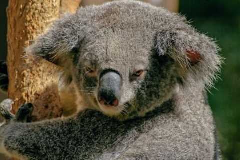 Koalas: Are they Dangerous?
