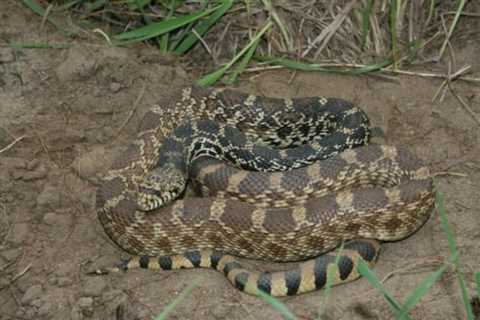 So, Are Bullsnakes Poisonous?