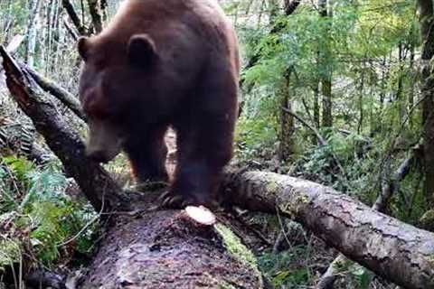 Agitato trail camera video footage of the Big Brown.