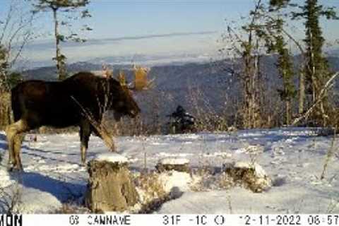 Trail Camera Video May 7, 2023