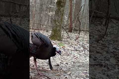 Trail Camera: Turkeys!!!