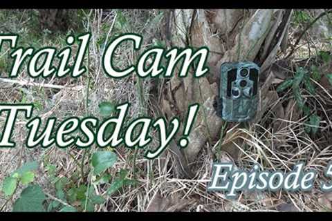 Trail Cam Tuesday - Episode 5 - They know the camera has food.