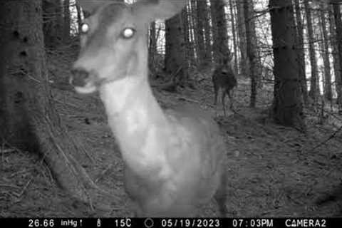 Roe deer doe and buck approaching trail camera