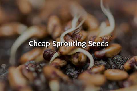 Cheap Sprouting Seeds