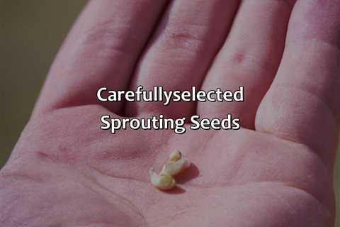 Carefully-Selected Sprouting Seeds