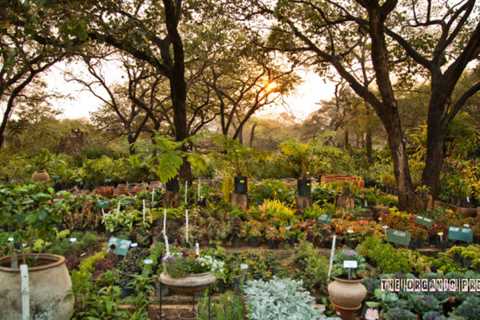 How to Create a Food Forest in Your Backyard