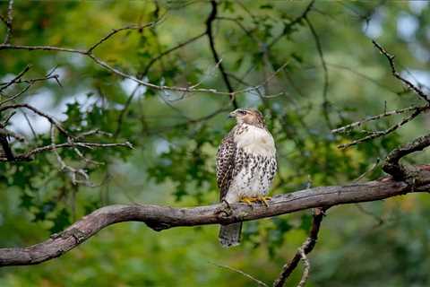 So, Are Hawks Dangerous?