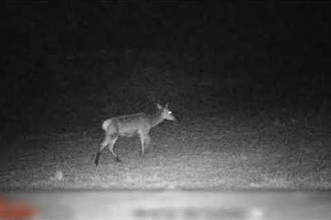 Trail Camera Test, Halsnøy, Norway - Deer & Elk