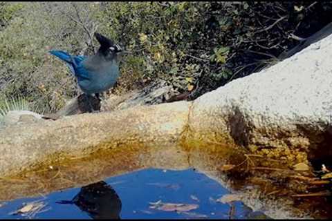 Birding Trail Camera Videos (And a Few Mammal Visitors)