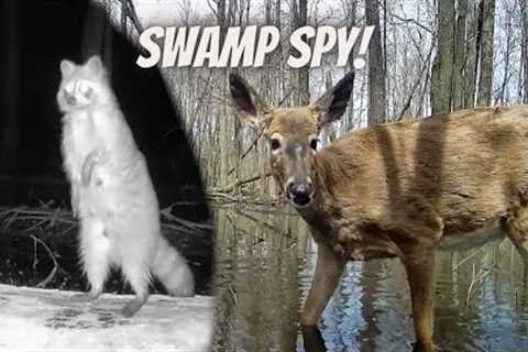 Swamp  Life Trail Cam Compilation