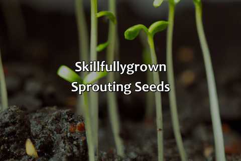 Skillfully-Grown Sprouting Seeds