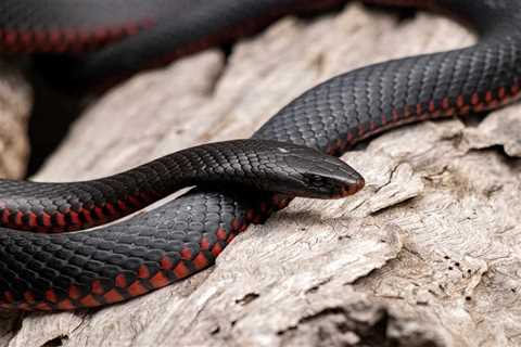 So, Are Red-Bellied Snakes Poisonous?