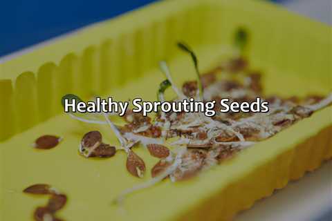 Healthy Sprouting Seeds