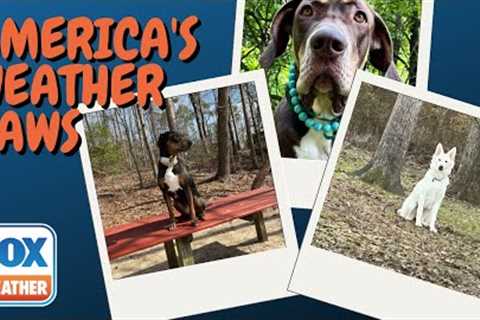 America's Weather Paws | July 6