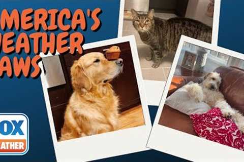 America's Weather Paws | July 7