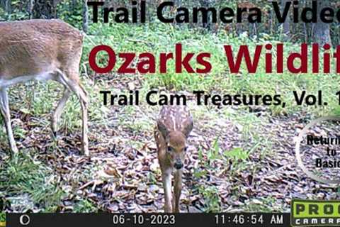 Trail Camera Videos - Ozarks Wildlife (Trail Cam Treasures Vol. 15) #trailcam