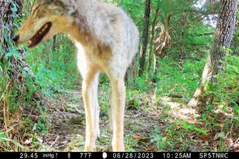 Tennessee Trail camera videos: June 2023