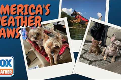 America's Weather Paws | July 8