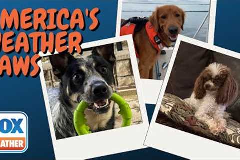 America's Weather Paws | July 22