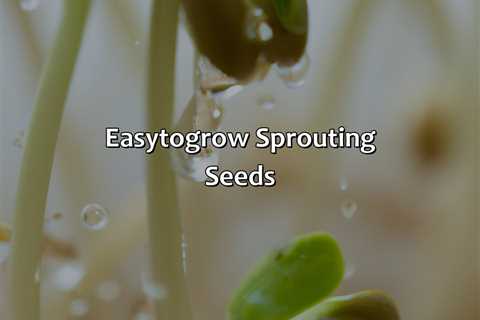 Easy-To-Grow Sprouting Seeds