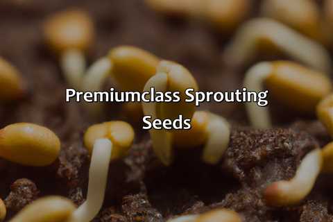 Premium-Class Sprouting Seeds