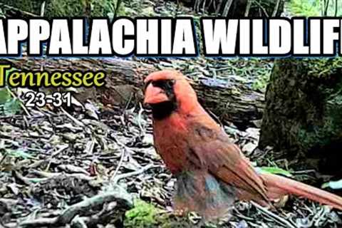 Appalachia Wildlife Video 23-31 from Trail Cameras in the Foothills of the Great Smoky Mountains