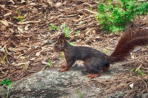 Chipmunks: Are They Dangerous?