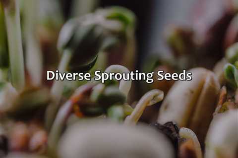 Diverse Sprouting Seeds