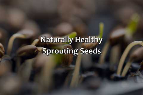 Naturally Healthy Sprouting Seeds