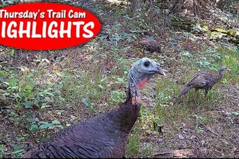 Turkey has NEVER Seen a Camera Before! Buck KICKS Fawn: Thursday''s Trail Cam Highlights: 8.17.23