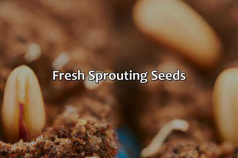 Fresh Sprouting Seeds